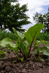 Leaf of beet root. Fresh green leaves of beetroot or beet root seedling. Row of green young beet leaves growth in organic farm. Closeup beetroot leaves growing on garden bed. Field of beetroot foliage