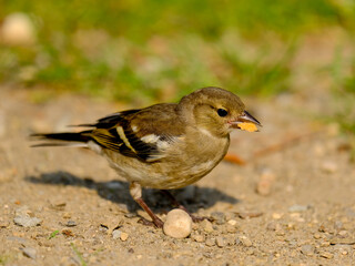 Close-up of a pretty young chaffinch looking for food, taken in Germany on a sunny day. 