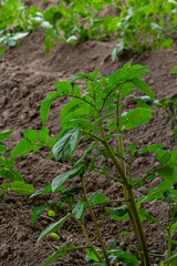Potato field with green shoots of potatoes