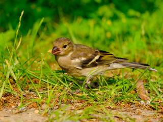 Close-up of a pretty young chaffinch looking for food, taken in Germany on a sunny day. 