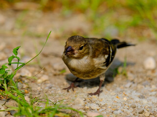 Close-up of a pretty young chaffinch looking for food, taken in Germany on a sunny day. 