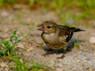 Close-up of a pretty young chaffinch looking for food, taken in Germany on a sunny day. 