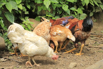 Group of Free range Chicken feeding outdoor land
