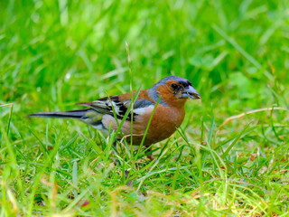 Close-up of a pretty young chaffinch looking for food, taken in Germany on a sunny day. 