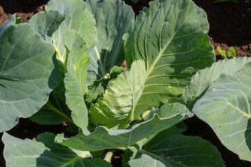 young cabbage sprout on the vegetable bed