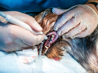 Veterinarian dentist clean dog teeth close up, pet is under anesthesia in veterinary clinic. Cleaning teeth from plaque and stone.