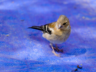 Close-up of a pretty young chaffinch looking for food, taken in Germany on a sunny day. 