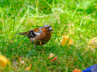 Close-up of a pretty young chaffinch looking for food, taken in Germany on a sunny day. 