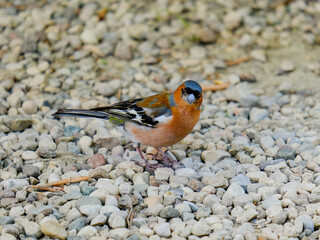 Close-up of a pretty young chaffinch looking for food, taken in Germany on a sunny day. 