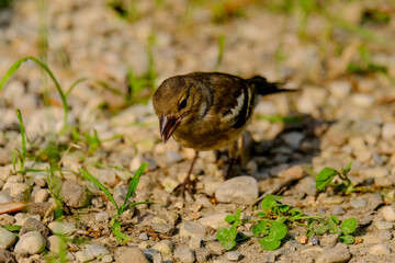 Close-up of a pretty young chaffinch looking for food, taken in Germany on a sunny day. 