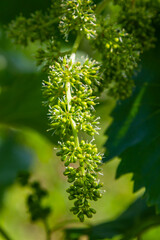 flower buds and leaves of shoots grapevine spring, agriculture nature background