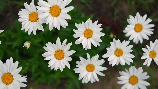 Pharmaceutical camomile. Matricaria chamomilla blooming. Chamomiles. Beautiful nature scene with fresh medical chamomille flower heads. Daisy flowers. Natural floral background. HD video top view	
