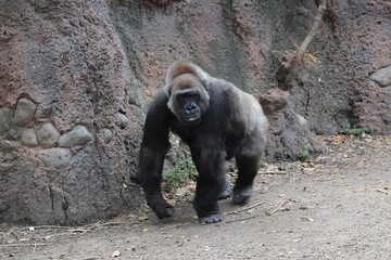 A gorilla at the Houston Zoo © David McQ
