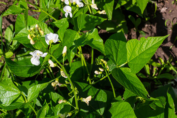 Plants of the kidney bean with flowers and young ripening pods on a plantation, view from the bottom