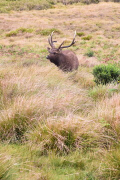 Male deer Hortan Plains Sri Lanka