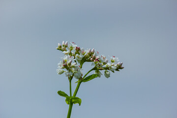 buckwheat flower on the field
