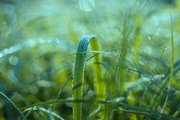 Long leaves of grass growing in a meadow covered with morning dew drops with beautiful bokeh