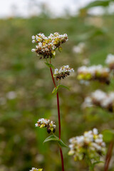 buckwheat flower on the field