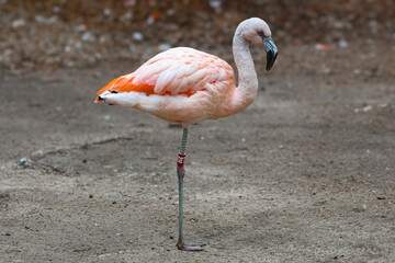 A Chilean flamingo