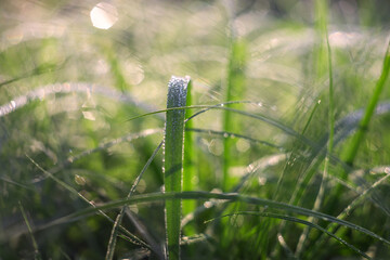 Long leaves of grass growing in a meadow covered with morning dew drops with beautiful bokeh