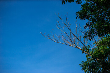 Branches in the sky with both green leaves and dead branches.