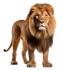 Naklejka premium Lion roar isolated on a white background