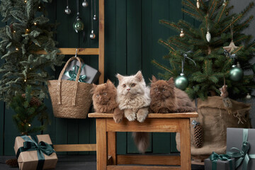 Three fluffy cats with Christmas tree, serene festive setting indoors. Cream and brown felines sit,...