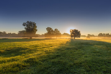 Obraz premium A beautiful autumn morning with low fogs on a meadow with trees through which the rays of the sun shine.
