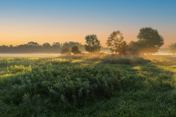 Fototapeta premium A beautiful autumn morning with low fogs on a meadow with trees through which the rays of the sun shine.
