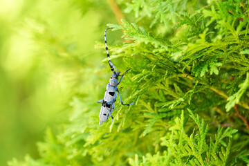 Rosalia longicorn - Alpine longhorn beetle.