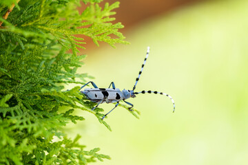 Rosalia longicorn - Alpine longhorn beetle.