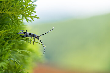 Rosalia longicorn - Alpine longhorn beetle.