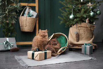 two Scottish cats lounging by a Christmas tree, with a sibling hiding in a woven basket. A serene...