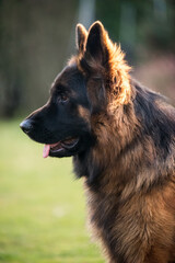 German Shepherd Dog in profile view on nature blurred background, close-up muzzle portrait of dog
