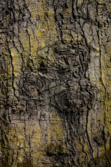 Detail on old pine tree trunk near Otter Ferry. Argyll