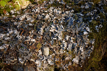 Unidentified fungus growing on fallen, moss covered tree trunk in old woodlands. West coast Scotland
