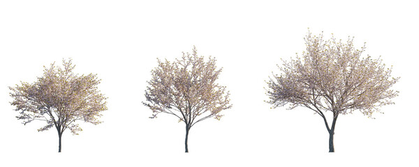 Prunus serrulata Japanese flowering cherry street summer trees medium and small isolated png on a transparent background perfectly cutout - obrazy, fototapety, plakaty