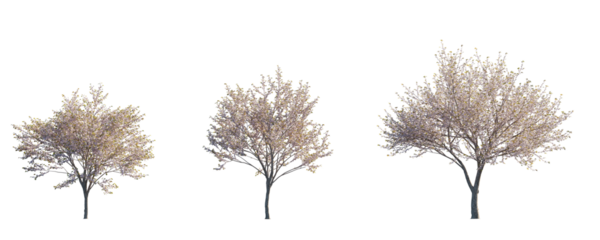 Prunus serrulata Japanese flowering cherry street summer trees medium and small isolated png on a transparent background premium cutout