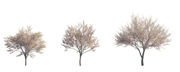 Foto op Plexiglas Prunus serrulata Japanese flowering cherry street summer trees medium and small isolated png on a transparent background perfectly cutout © Roman