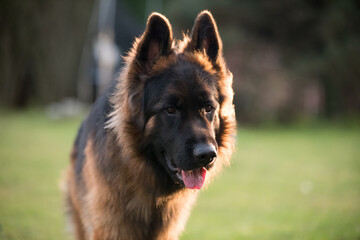 German Shepherd Dog in front view on nature blurred background, close-up muzzle portrait of dog