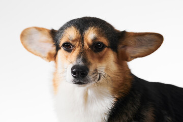 Pembroke Welsh Corgi portrait isolated on white studio background with copy space, purebred dog