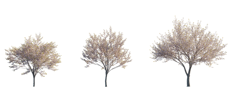Prunus serrulata Japanese flowering cherry street summer trees medium and small isolated png on a transparent background premium cutout
