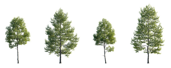 Tilia cordata set street summer trees medium and small isolated png on a transparent background perfectly cutout (Small-leaved linden, European linden)