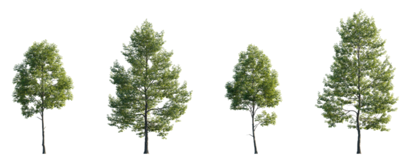 Tilia cordata set street summer trees medium and small isolated png on a transparent background premium cutout (Small-leaved linden, European linden)
