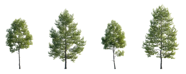 Foto op Plexiglas Tilia cordata set street summer trees medium and small isolated png on a transparent background perfectly cutout (Small-leaved linden, European linden) © Roman