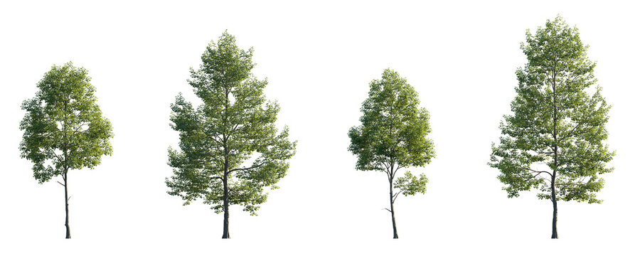 Tilia cordata set street summer trees medium and small isolated png on a transparent background premium cutout (Small-leaved linden, European linden)