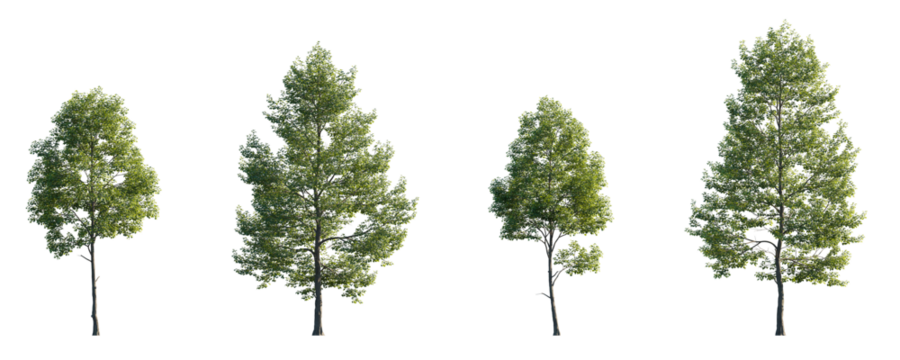Tilia cordata set street summer trees medium and small isolated png on a transparent background premium cutout (Small-leaved linden, European linden)