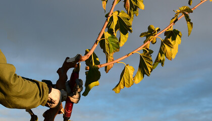 Person pruning a tree with pruning shears