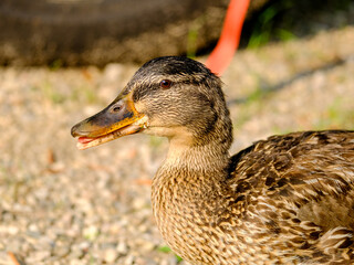 
Close-up of a pretty young duck looking for food, taken in Germany on a sunny day. 