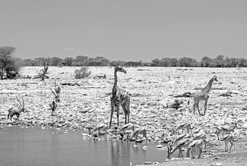 Vibrant waterhole with Two giraffe, herd of Gemsbok Oryx and springbok at Okaukeujo waterhole,...